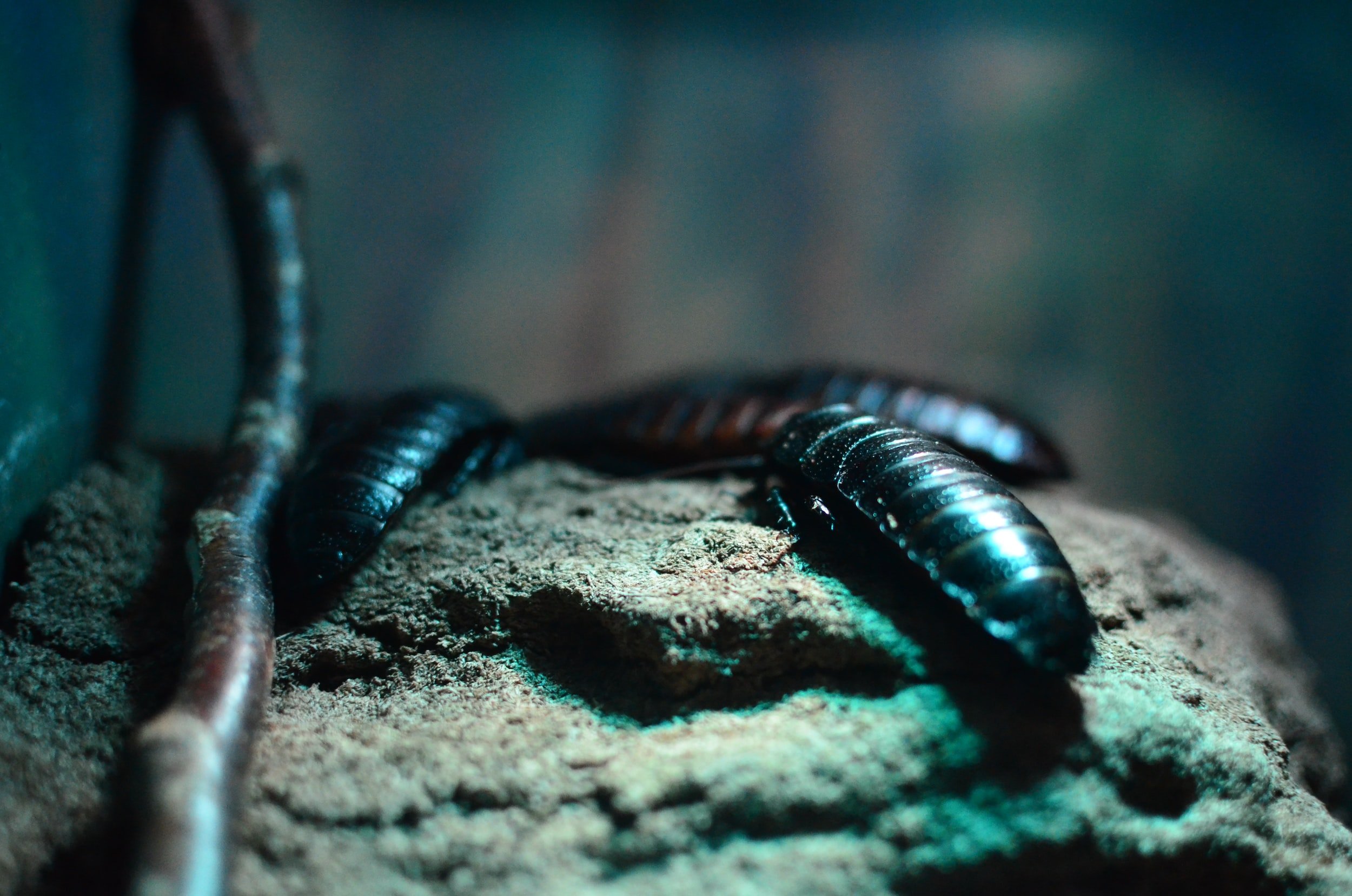 Deadly Drabble Tuesday: “Coffinbug” by Erin Brown